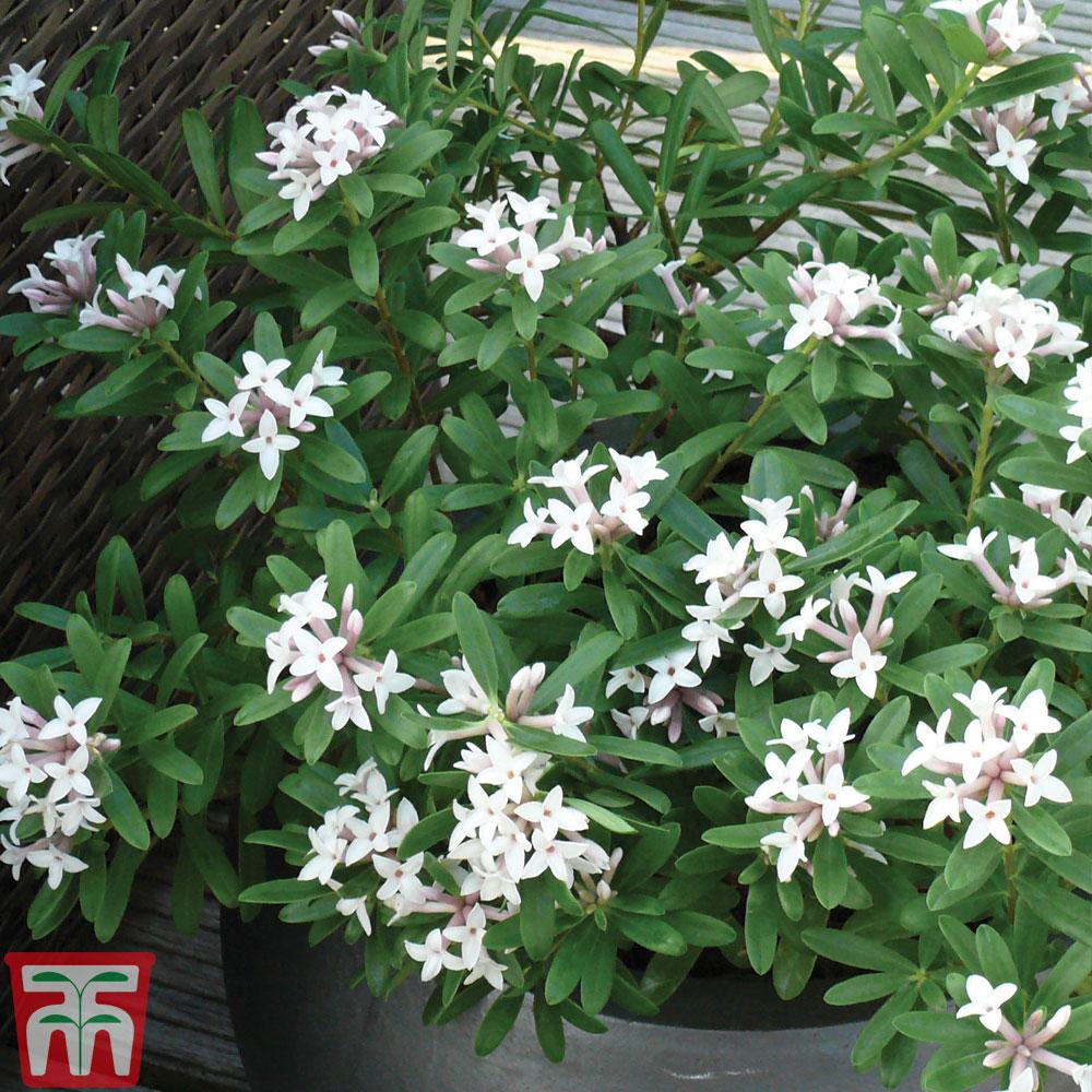 Daphne Transatlantica Eternal Fragrance - View 6 from www redcrocus com