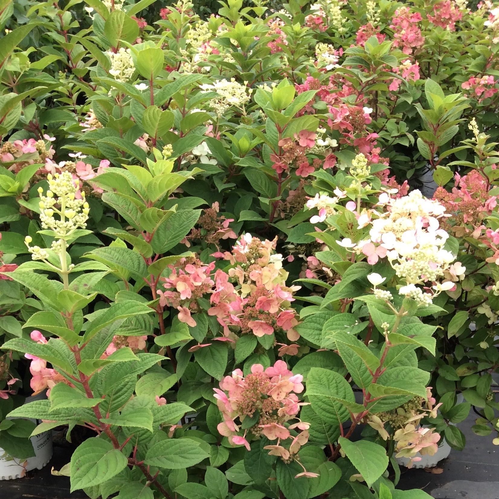 Hydrangea Paniculata Quick Fire Tree Form - View 11 from www redcrocus com