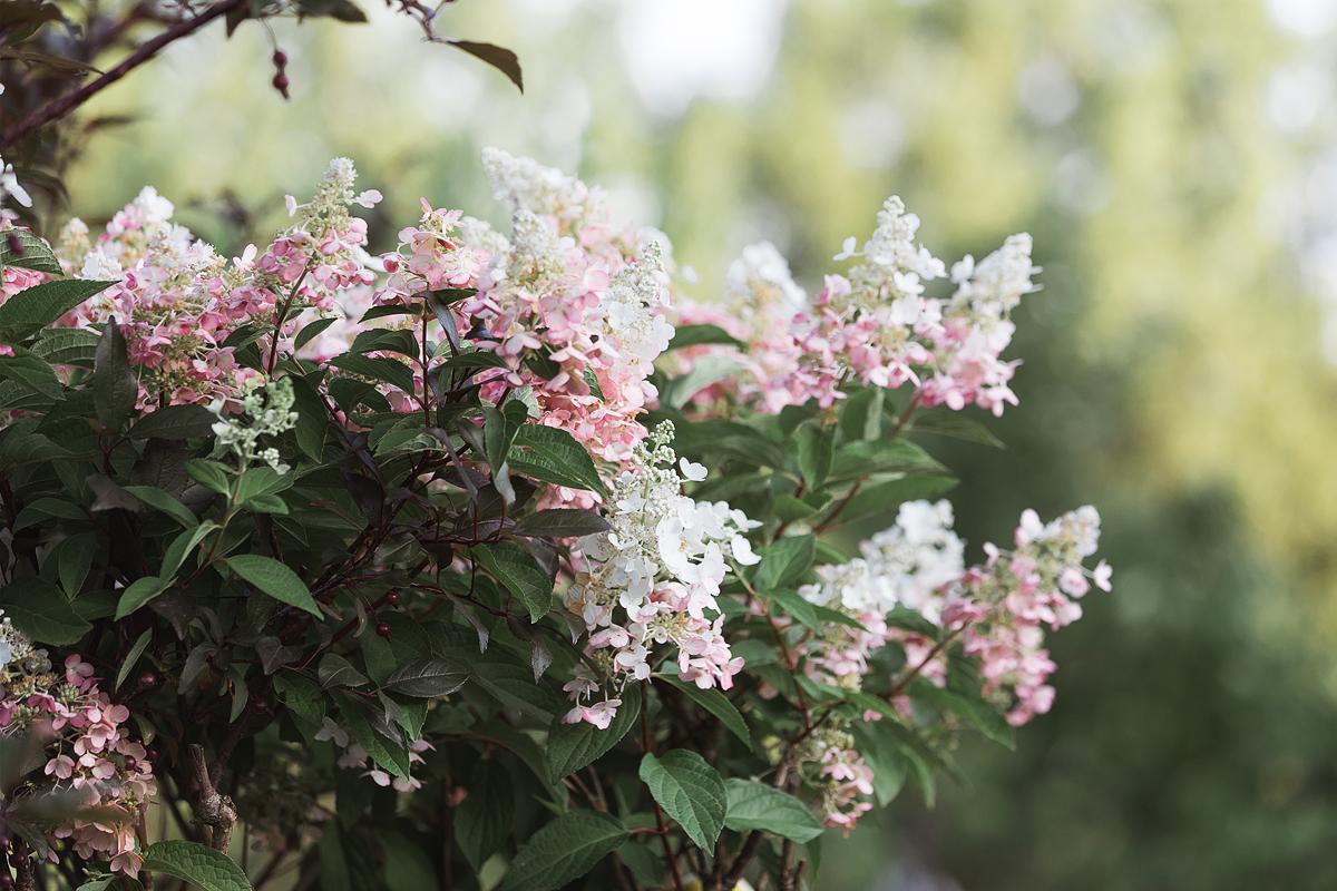 Hydrangea Paniculata Quick Fire Tree Form - View 12 from www redcrocus com