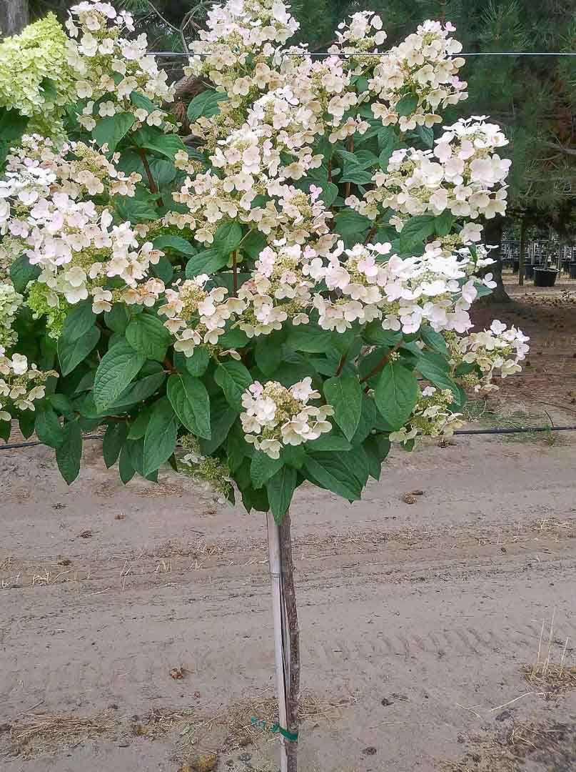 Hydrangea Paniculata Quick Fire Tree Form - View 13 from www redcrocus com