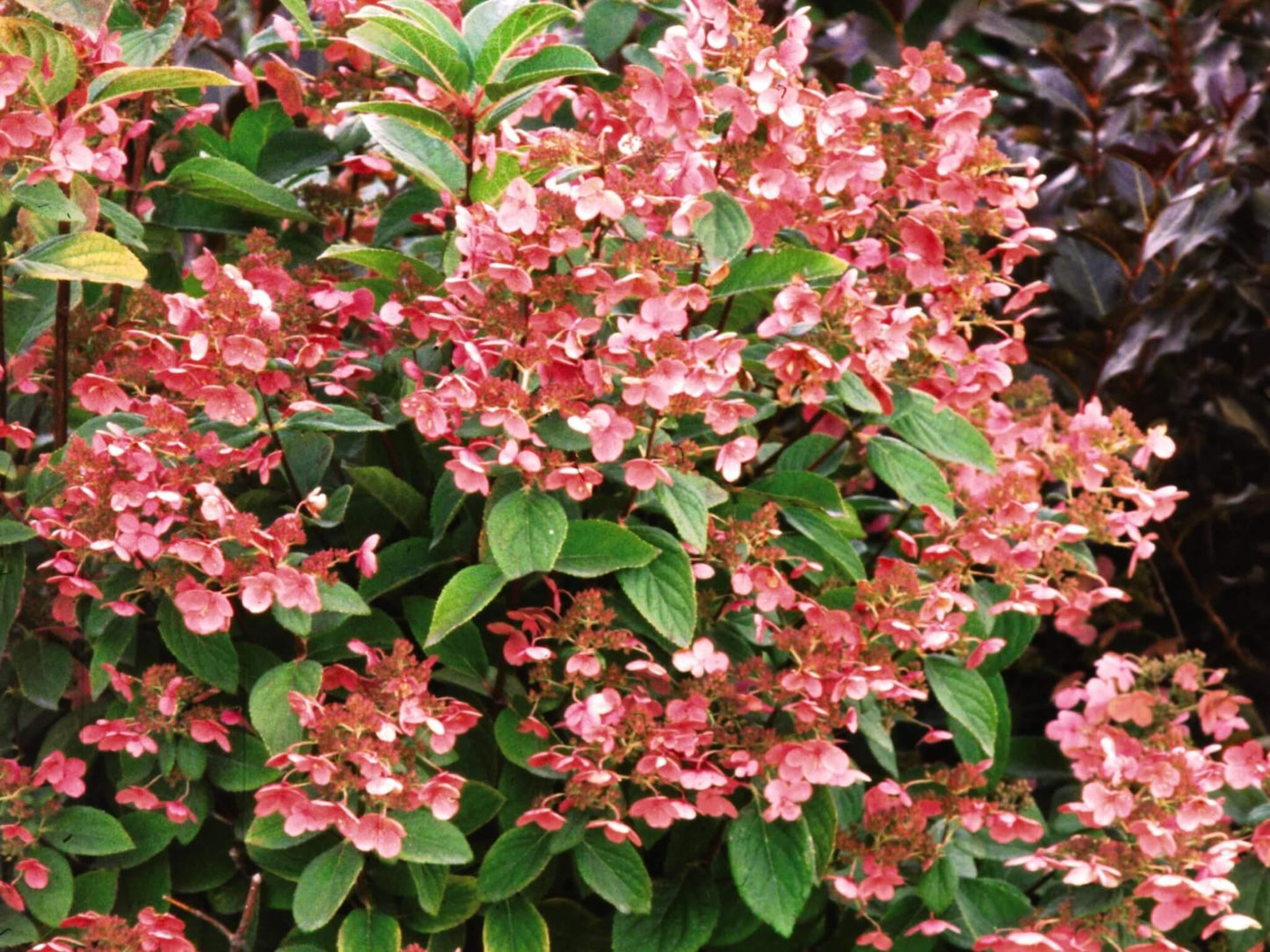 Hydrangea Paniculata Quick Fire Tree Form - View 14 from www redcrocus com