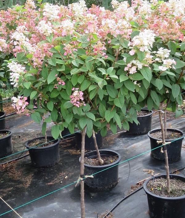 Hydrangea Paniculata Quick Fire Tree Form - View 1 from www redcrocus com