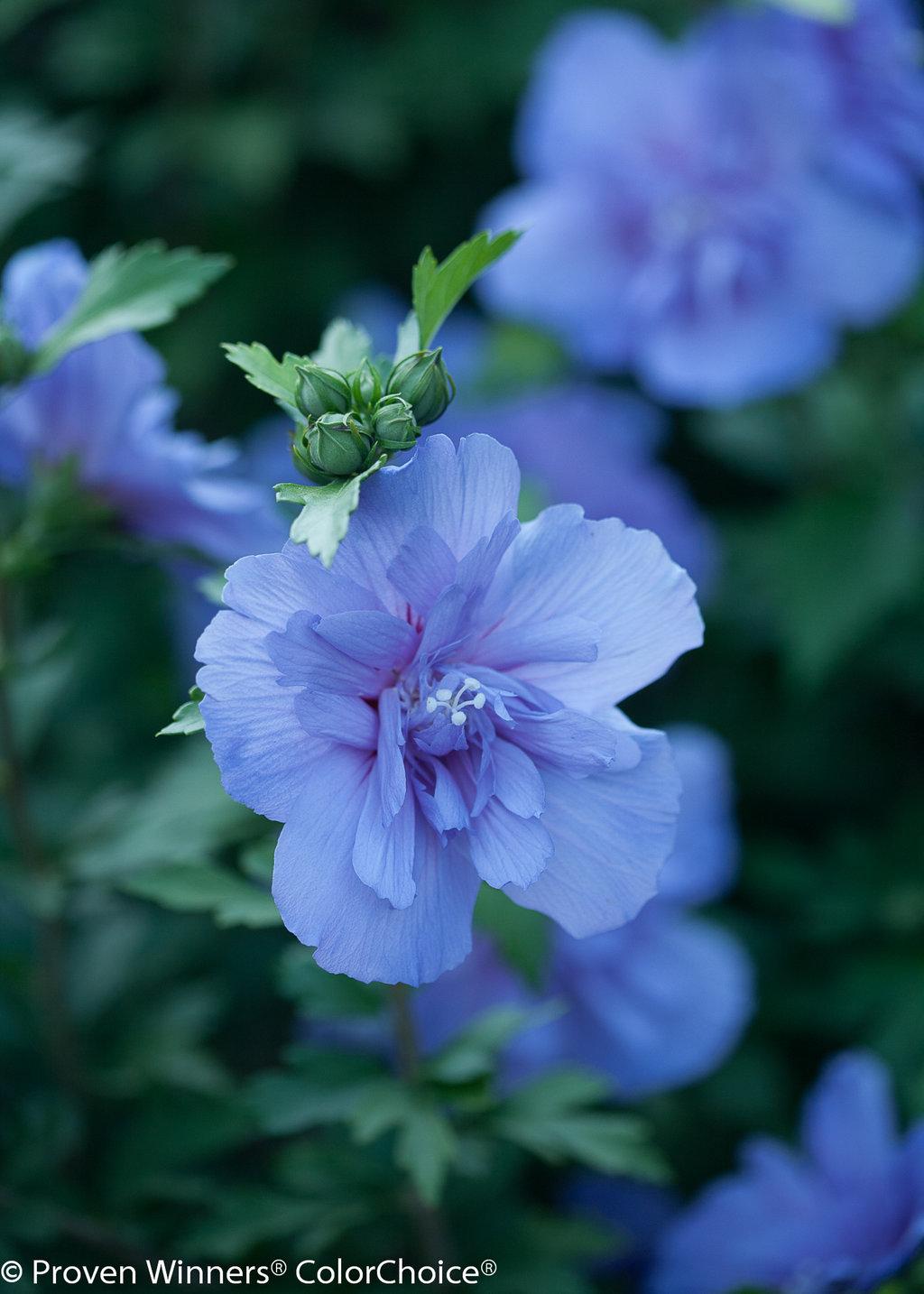 Hibiscus Syriacus Blue Chiffon - View 2 from www redcrocus com