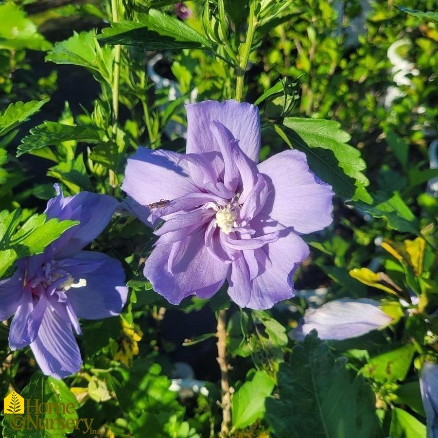 Hibiscus Syriacus Blue Chiffon - View 3 from www redcrocus com