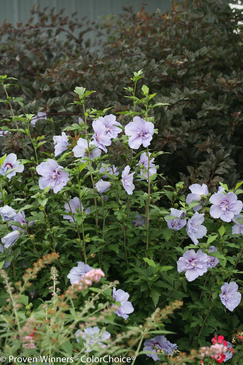 Hibiscus Syriacus Blue Chiffon - View 6 from www redcrocus com