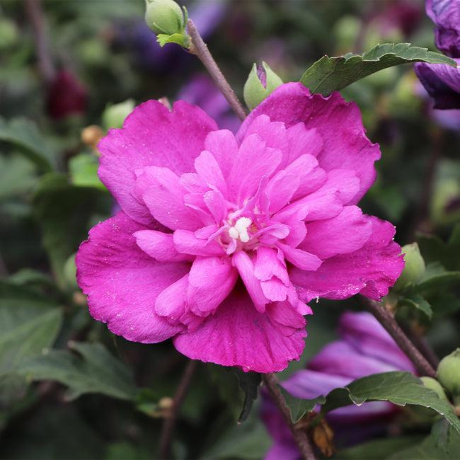 Hibiscus Syriacus Raspberry Smoothie - View 10 from www redcrocus com