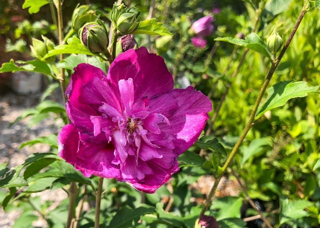Hibiscus Syriacus Raspberry Smoothie - View 11 from www redcrocus com
