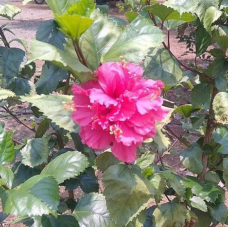 Hibiscus Syriacus Raspberry Smoothie - View 12 from www redcrocus com