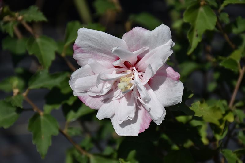 Hibiscus Syriacus Raspberry Smoothie - View 15 from www redcrocus com