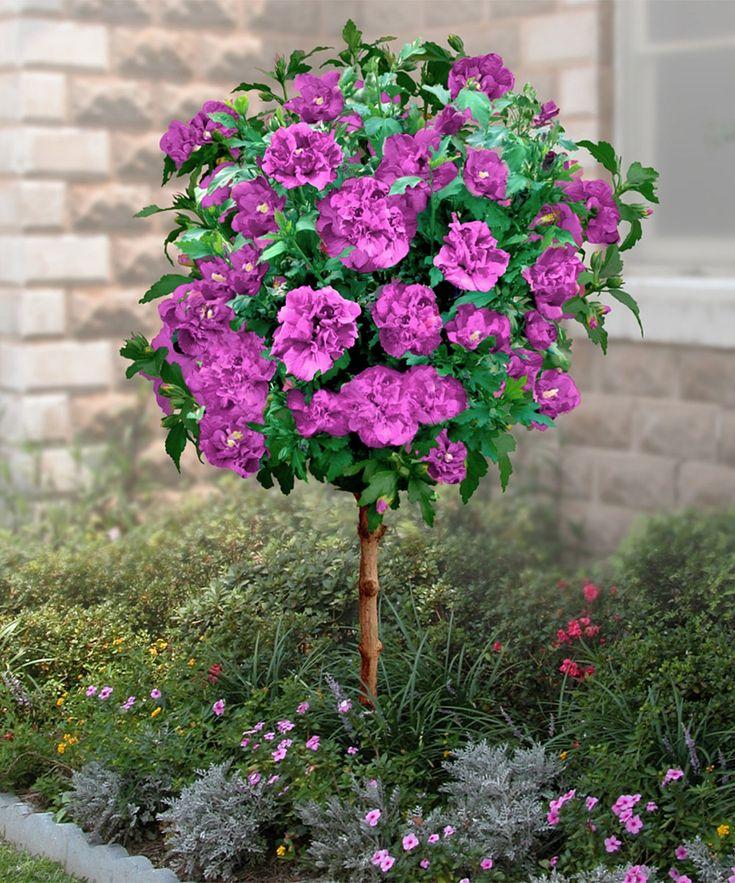 Hibiscus Syriacus Raspberry Smoothie - View 16 from www redcrocus com