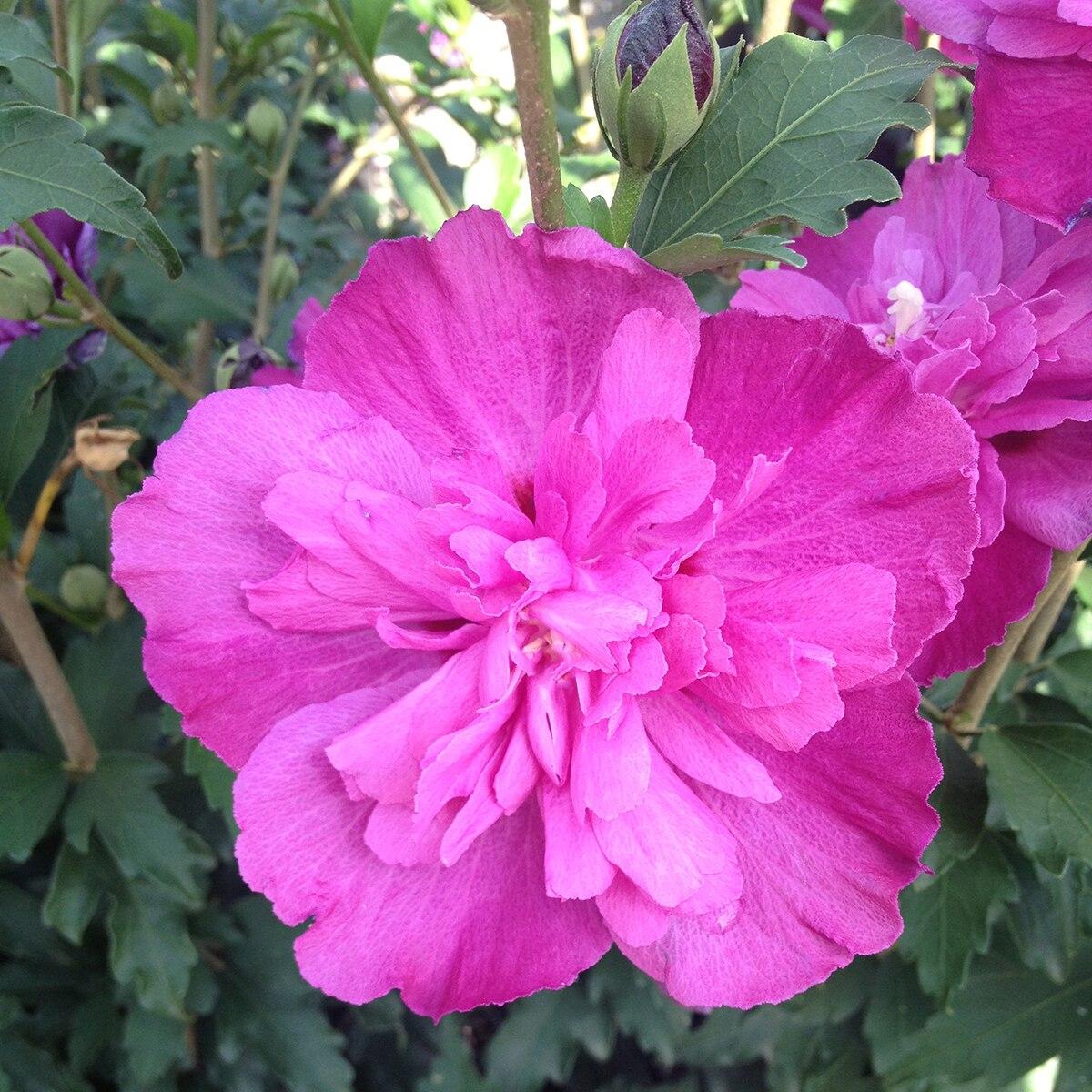 Hibiscus Syriacus Raspberry Smoothie - View 1 from www redcrocus com