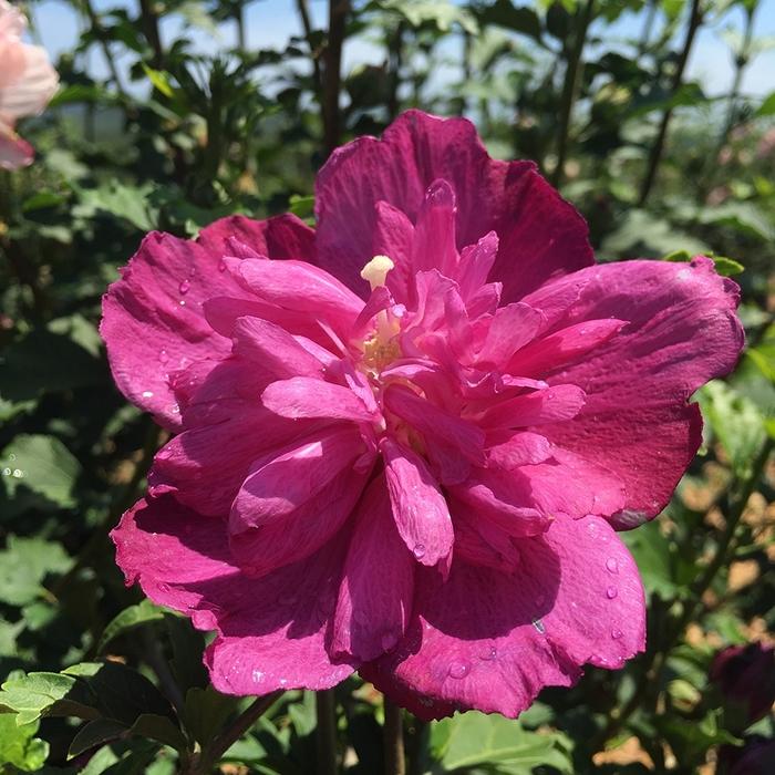Hibiscus Syriacus Raspberry Smoothie - View 3 from www redcrocus com