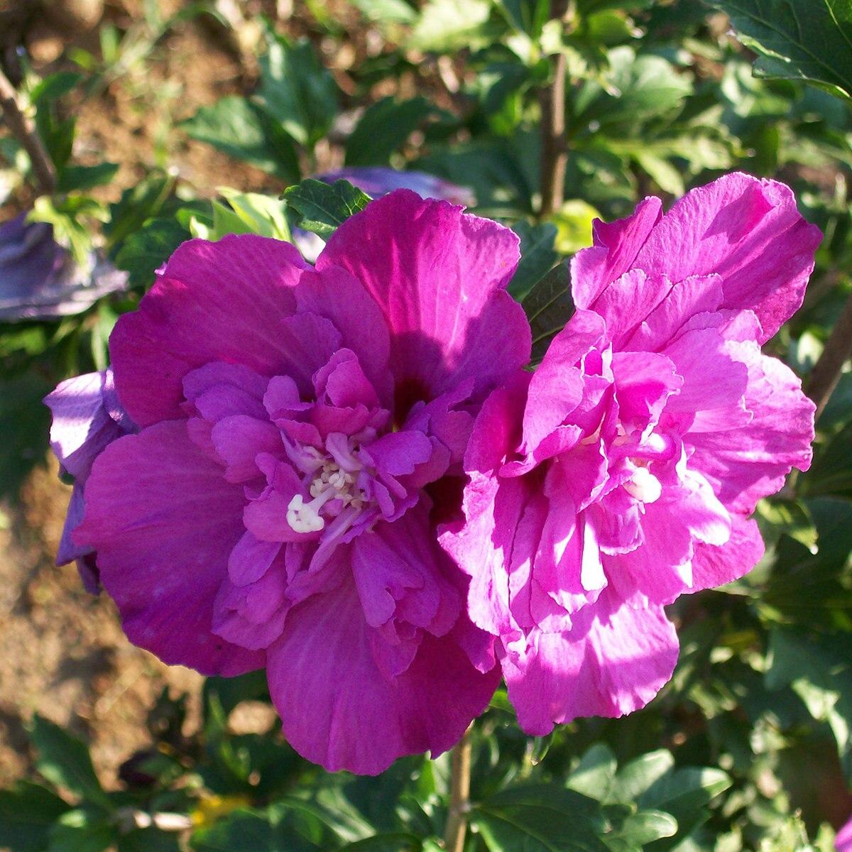 Hibiscus Syriacus Raspberry Smoothie - View 4 from www redcrocus com