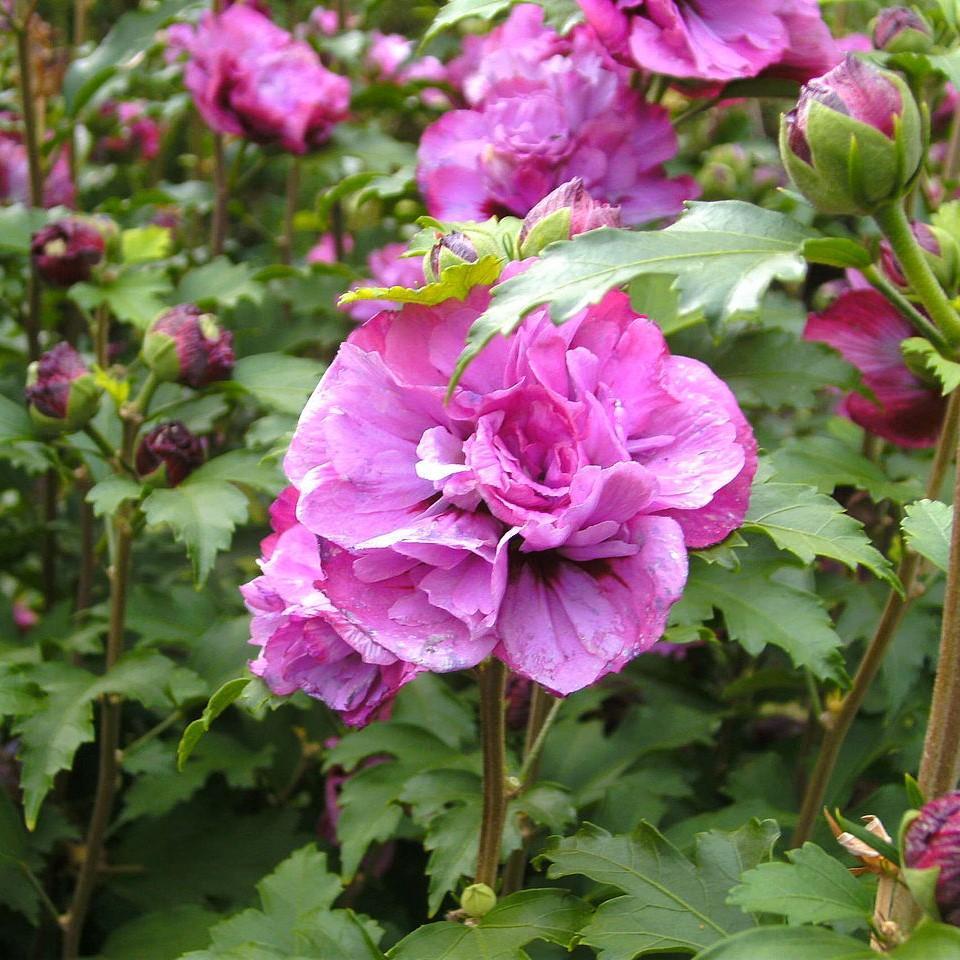 Hibiscus Syriacus Raspberry Smoothie - View 5 from www redcrocus com