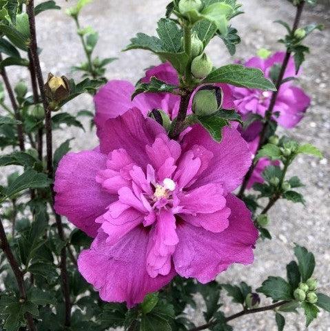 Hibiscus Syriacus Raspberry Smoothie - View 6 from www redcrocus com