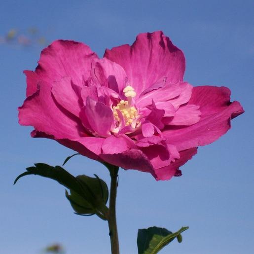 Hibiscus Syriacus Raspberry Smoothie - View 7 from www redcrocus com