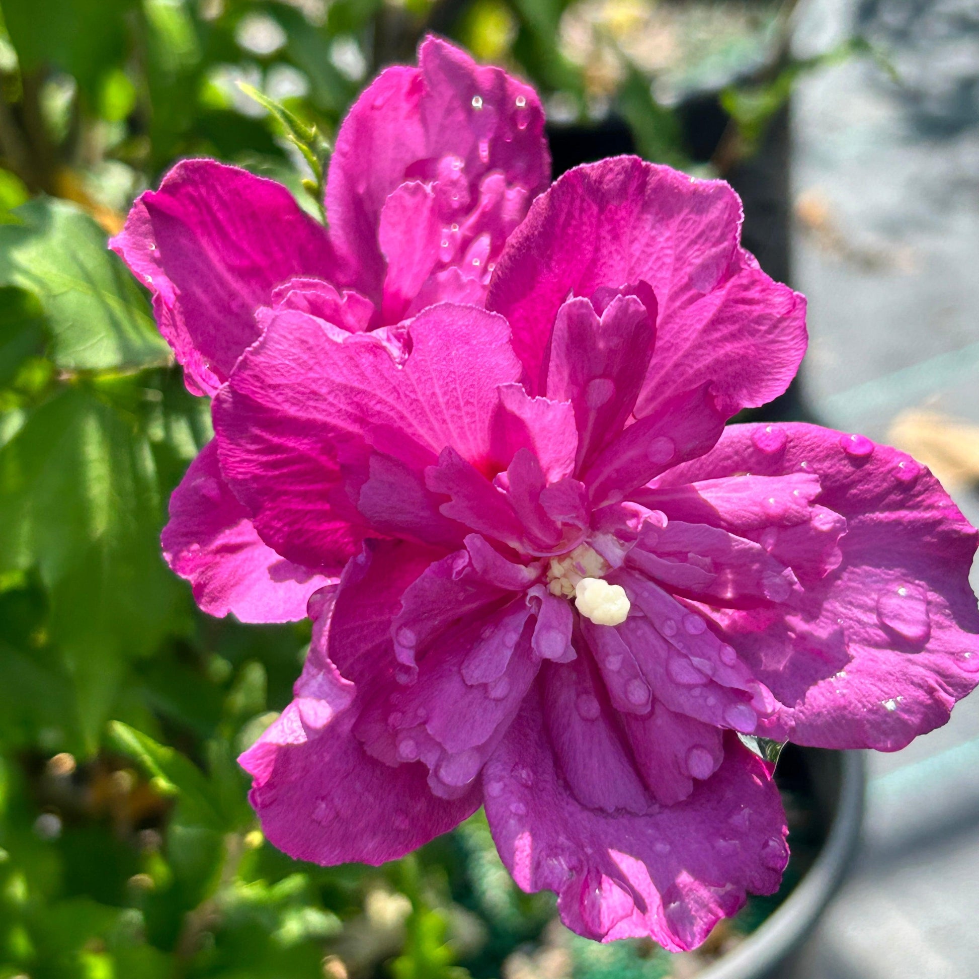 Hibiscus Syriacus Raspberry Smoothie - View 8 from www redcrocus com