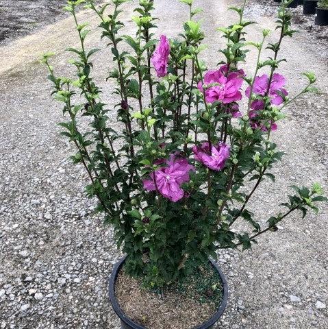 Hibiscus Syriacus Raspberry Smoothie - View 9 from www redcrocus com