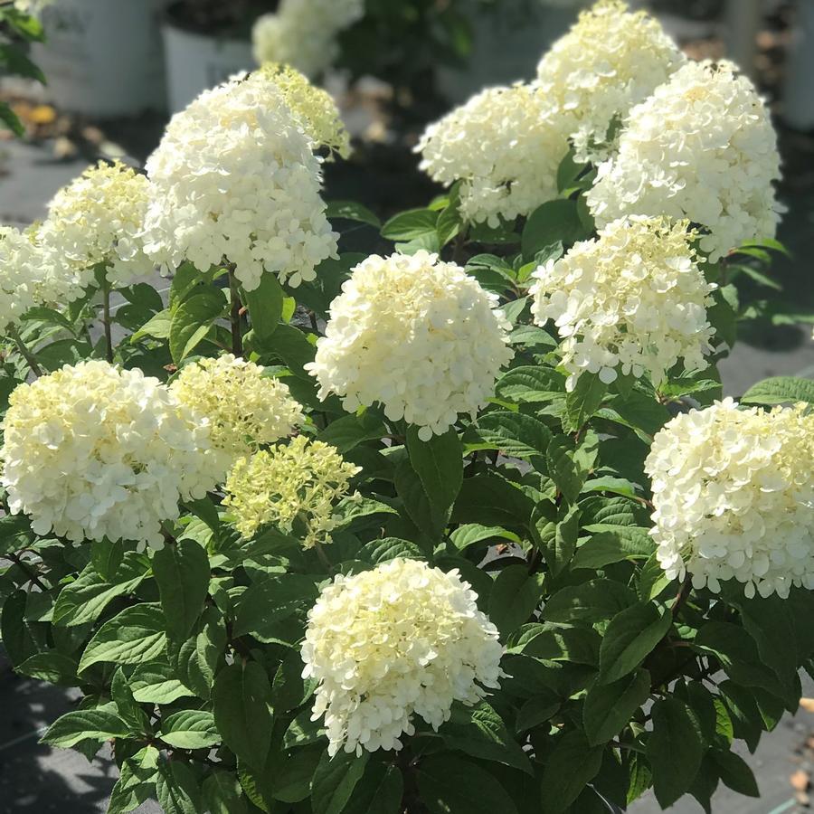 Hydrangea Paniculata Bobo - View 11 from www redcrocus com