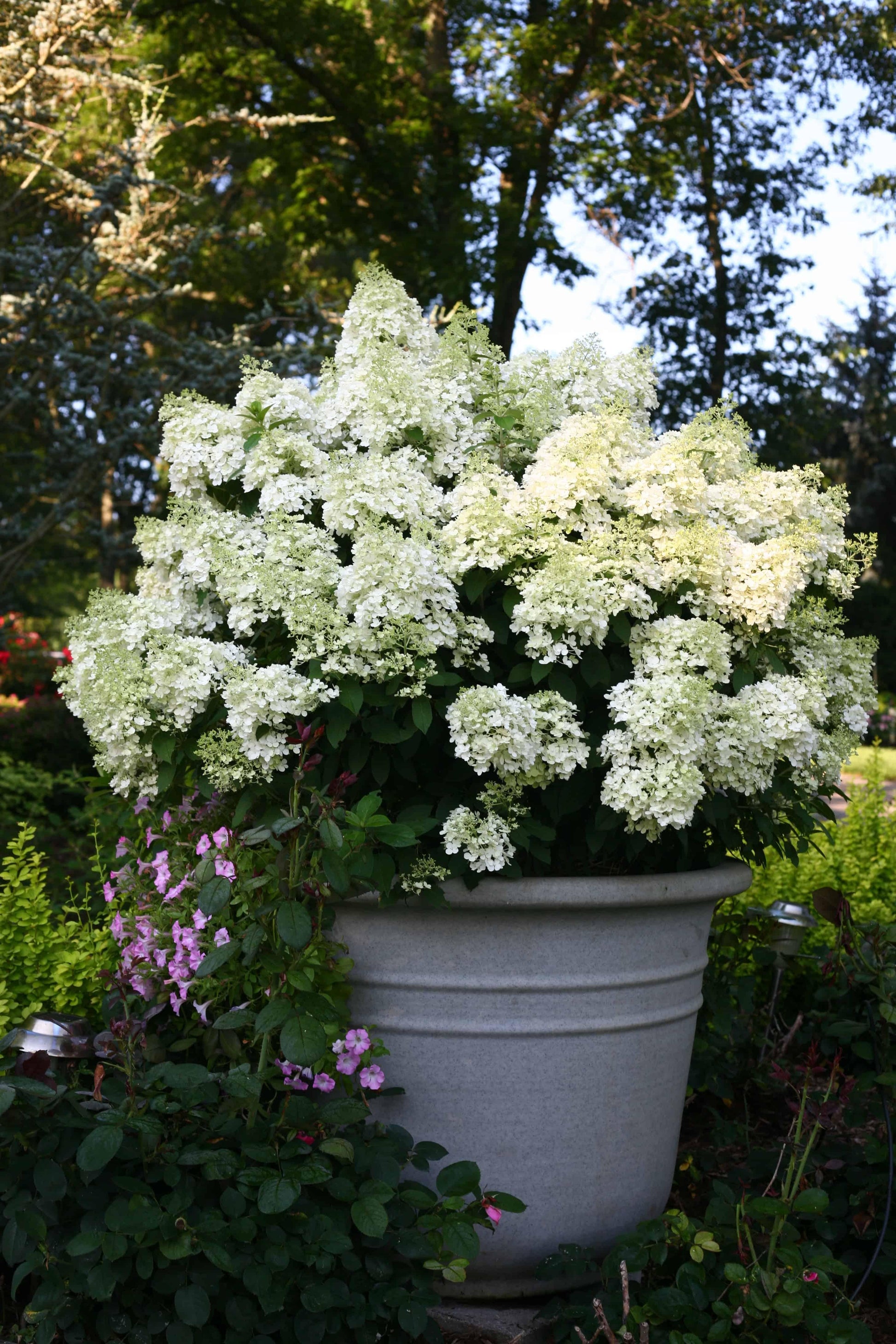 Hydrangea Paniculata Bobo - View 13 from www redcrocus com