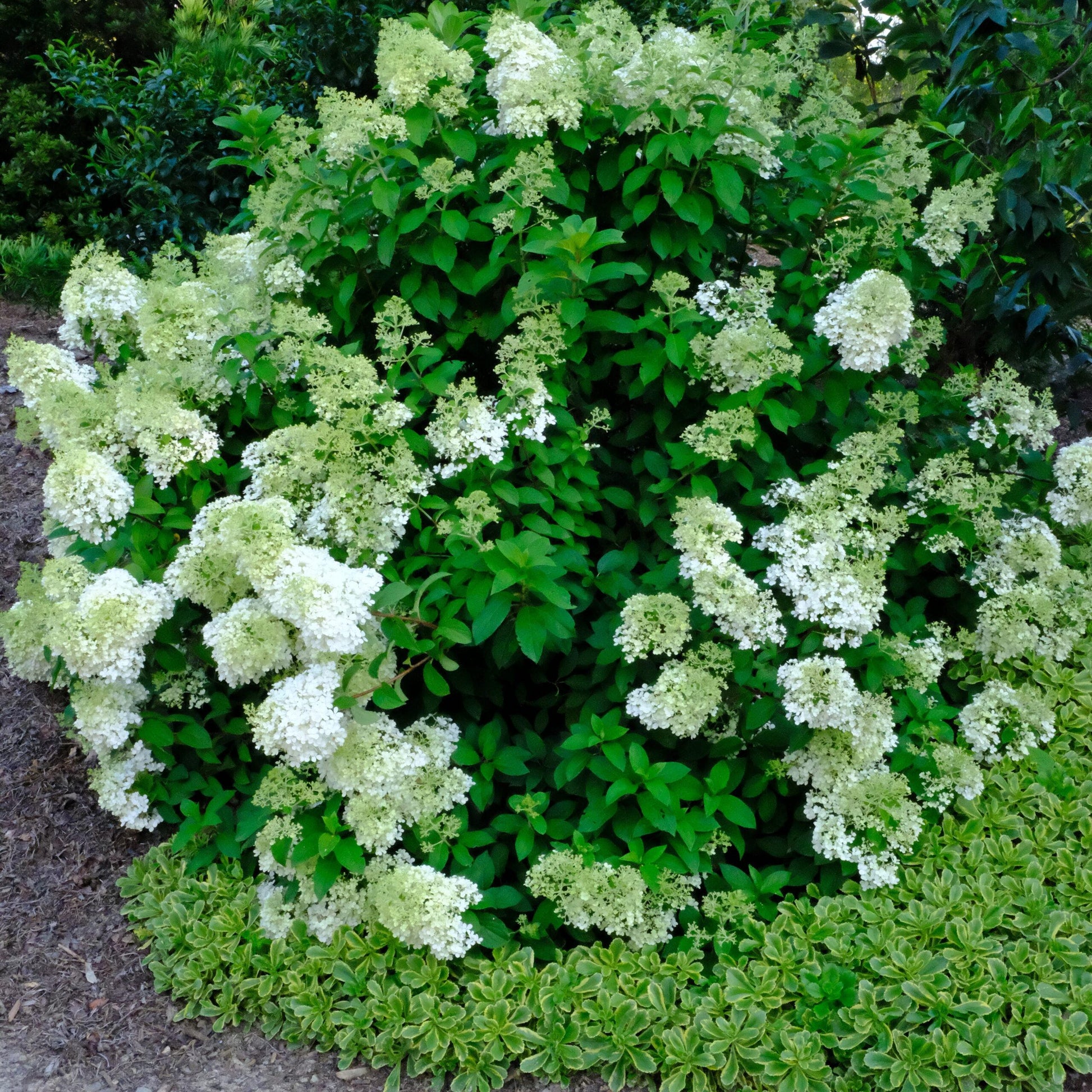 Hydrangea Paniculata Bobo - View 15 from www redcrocus com
