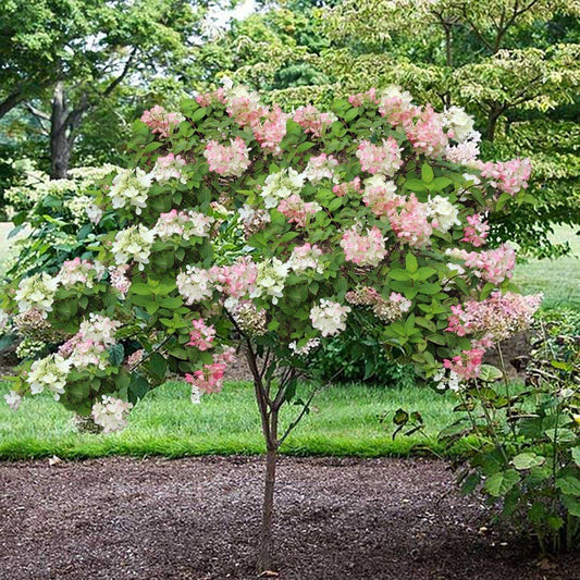Hydrangea Paniculata 'phantom' Tree Form - View 10 from www redcrocus com