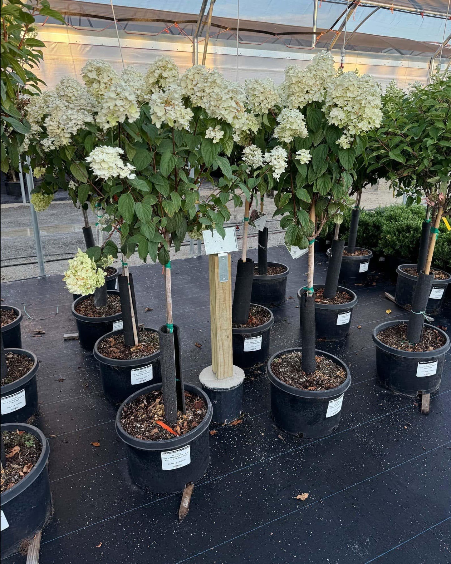 Hydrangea Paniculata 'phantom' Tree Form - View 11 from www redcrocus com