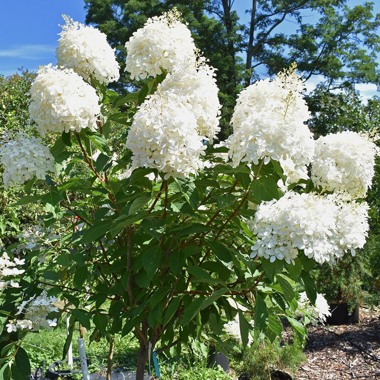 Hydrangea Paniculata 'phantom' Tree Form - View 12 from www redcrocus com
