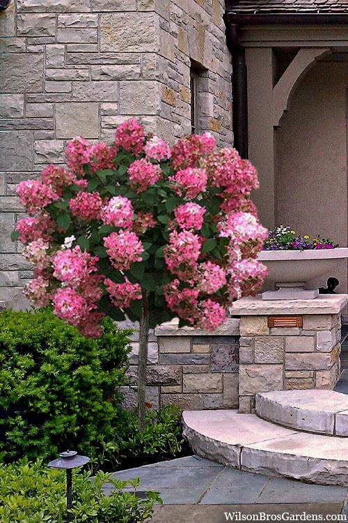 Hydrangea Paniculata 'phantom' Tree Form - View 14 from www redcrocus com