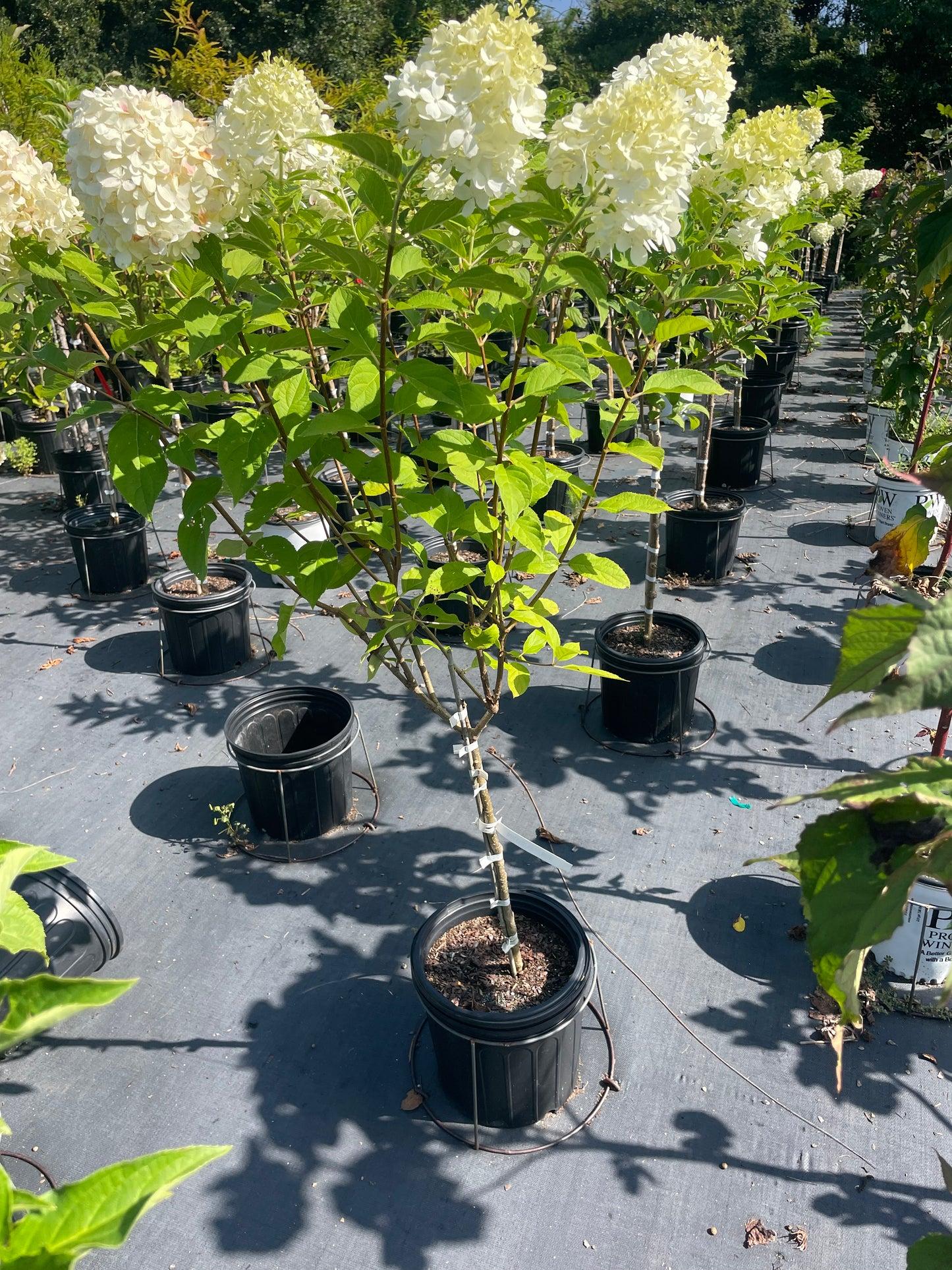 Hydrangea Paniculata 'phantom' Tree Form - View 15 from www redcrocus com