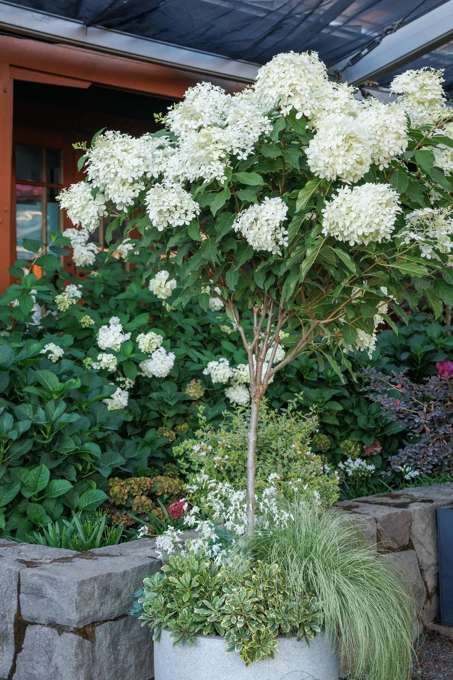 Hydrangea Paniculata 'phantom' Tree Form - View 16 from www redcrocus com