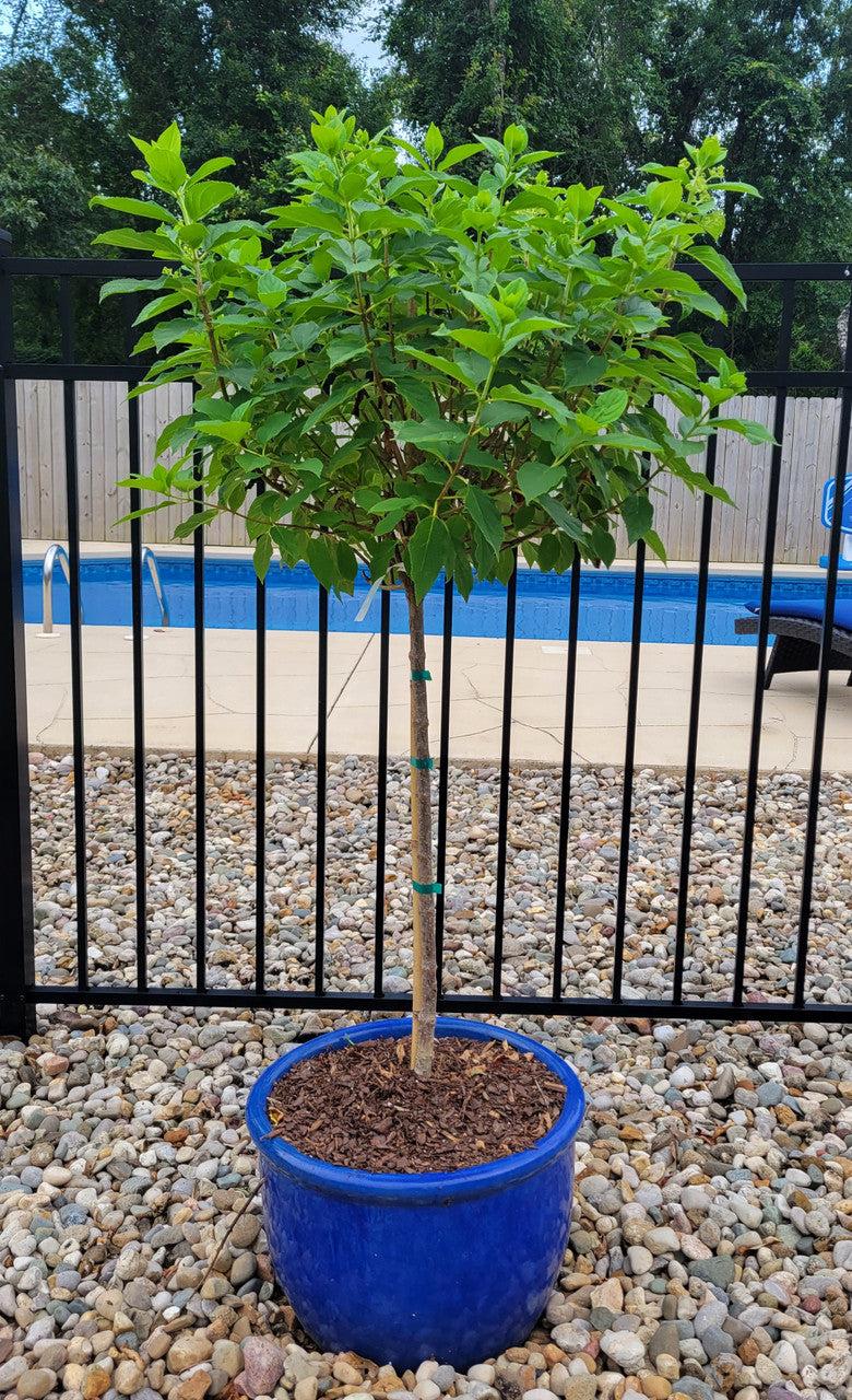 Hydrangea Paniculata 'phantom' Tree Form - View 17 from www redcrocus com