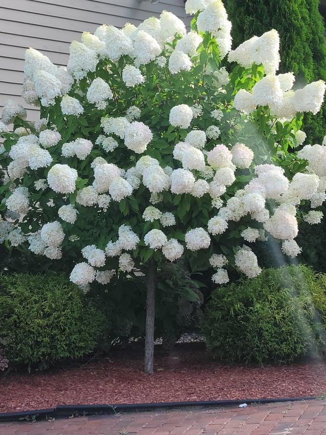 Hydrangea Paniculata 'phantom' Tree Form - View 20 from www redcrocus com