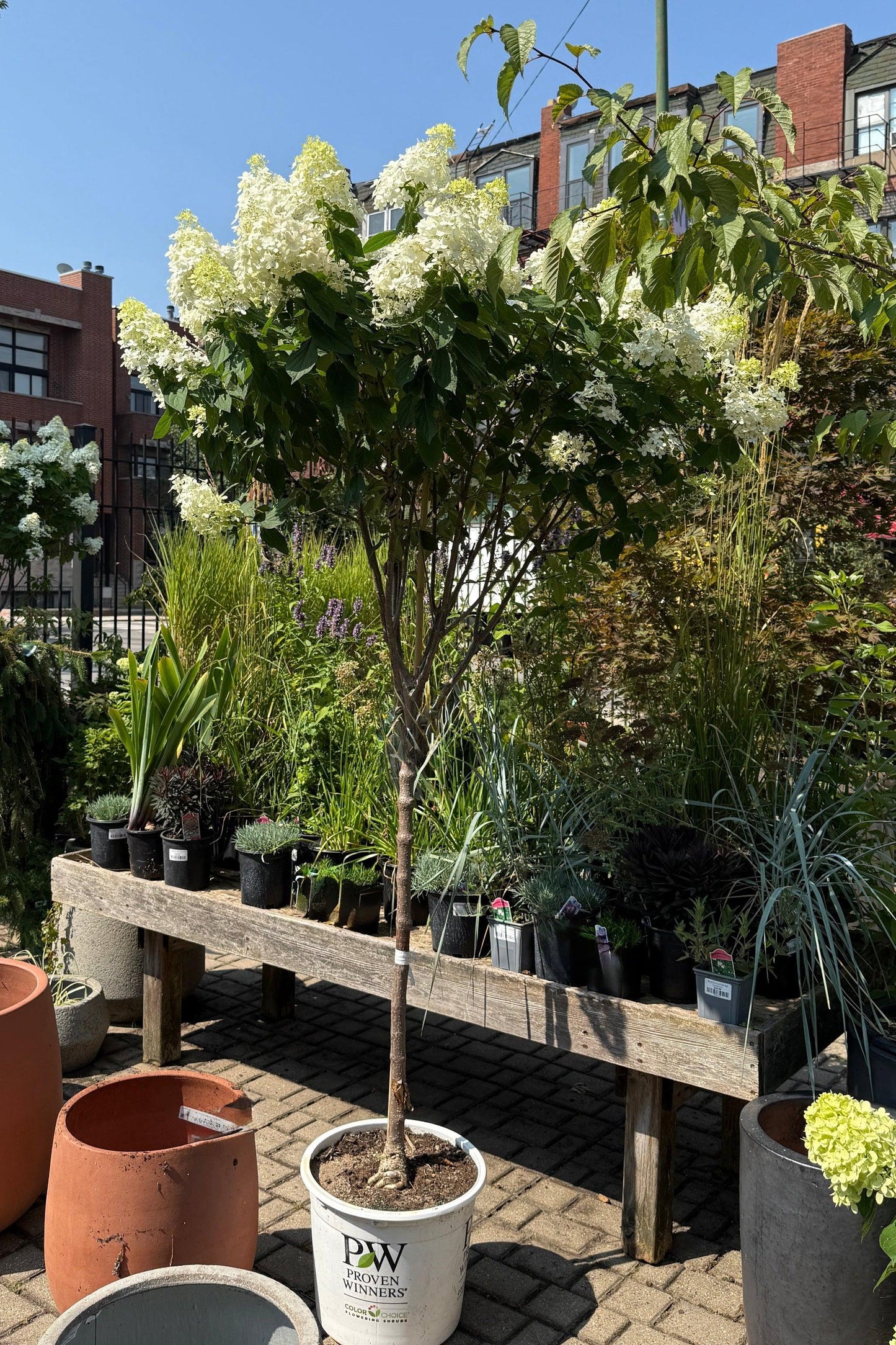 Hydrangea Paniculata 'phantom' Tree Form - View 21 from www redcrocus com