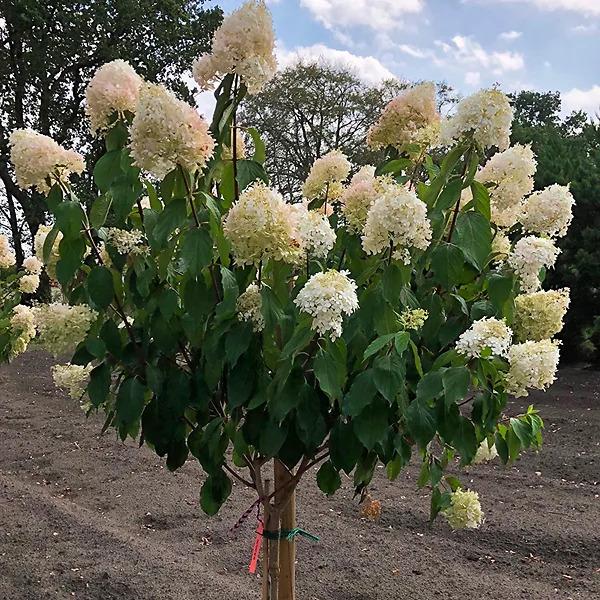 Hydrangea Paniculata 'phantom' Tree Form - View 24 from www redcrocus com
