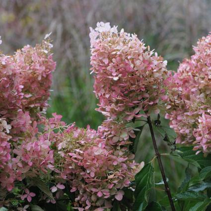 Hydrangea Paniculata 'phantom' Tree Form - View 26 from www redcrocus com