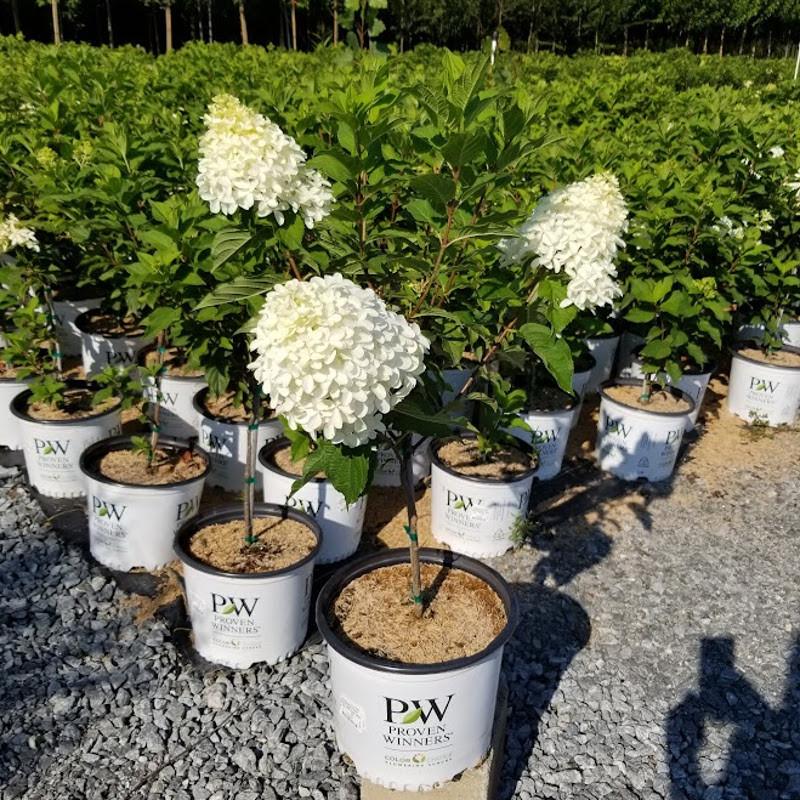Hydrangea Paniculata 'phantom' Tree Form - View 27 from www redcrocus com