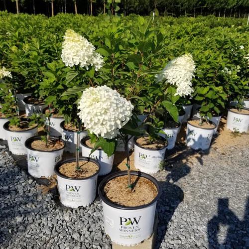 Hydrangea Paniculata 'phantom' Tree Form - View 28 from www redcrocus com
