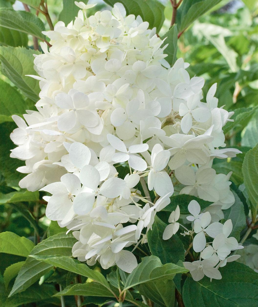 Hydrangea Paniculata 'phantom' Tree Form - View 33 from www redcrocus com