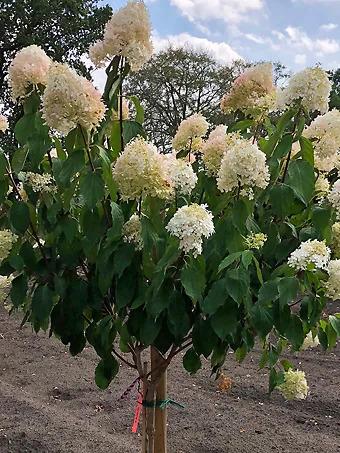 Hydrangea Paniculata 'phantom' Tree Form - View 5 from www redcrocus com
