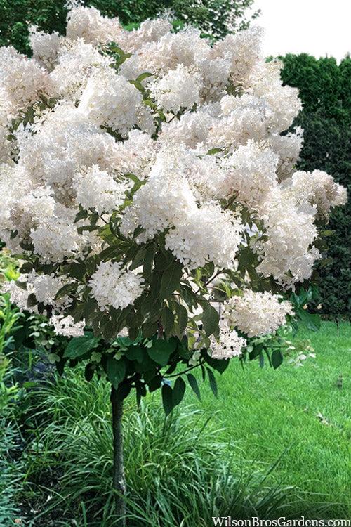 Hydrangea Paniculata 'phantom' Tree Form - View 8 from www redcrocus com