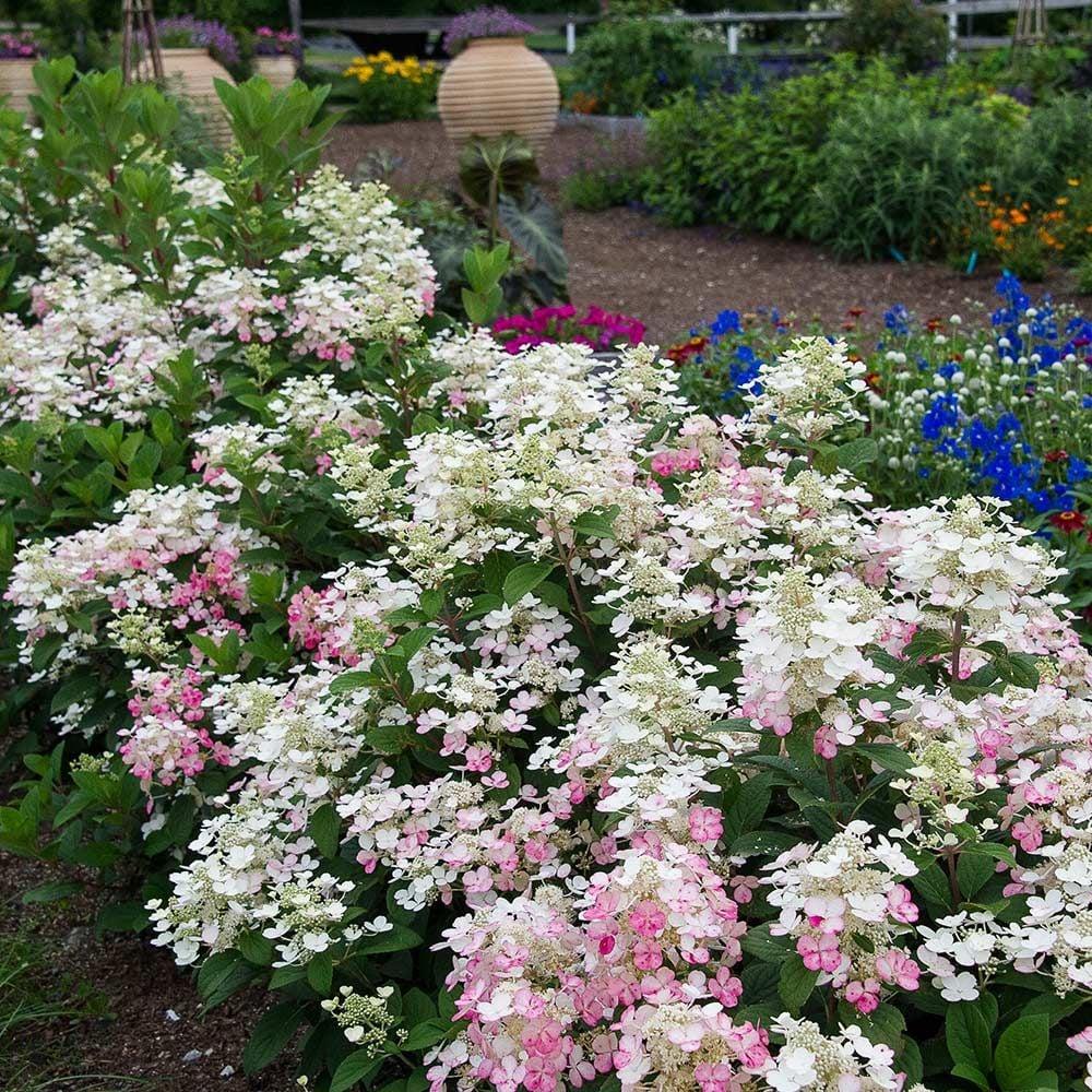 Hydrangea Paniculata Little Quick Fire - View 11 from www redcrocus com