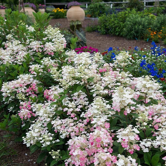 Hydrangea Paniculata Little Quick Fire - View 11 from www redcrocus com