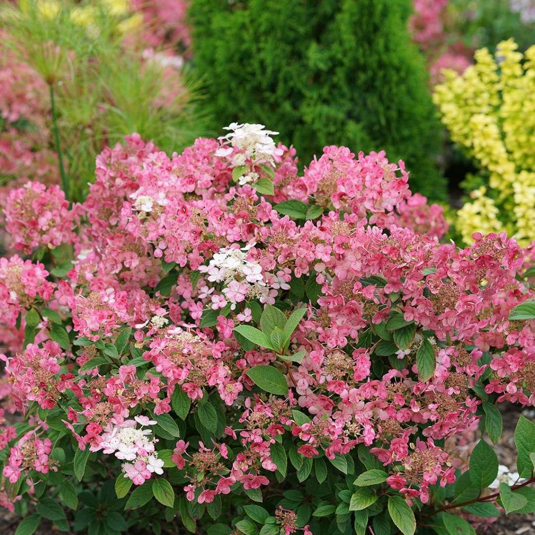 Hydrangea Paniculata Little Quick Fire - View 12 from www redcrocus com
