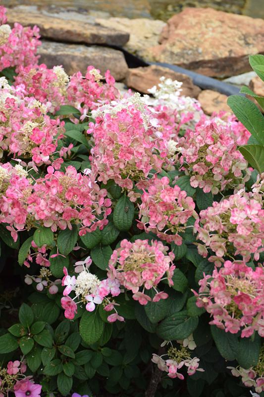 Hydrangea Paniculata Little Quick Fire - View 13 from www redcrocus com