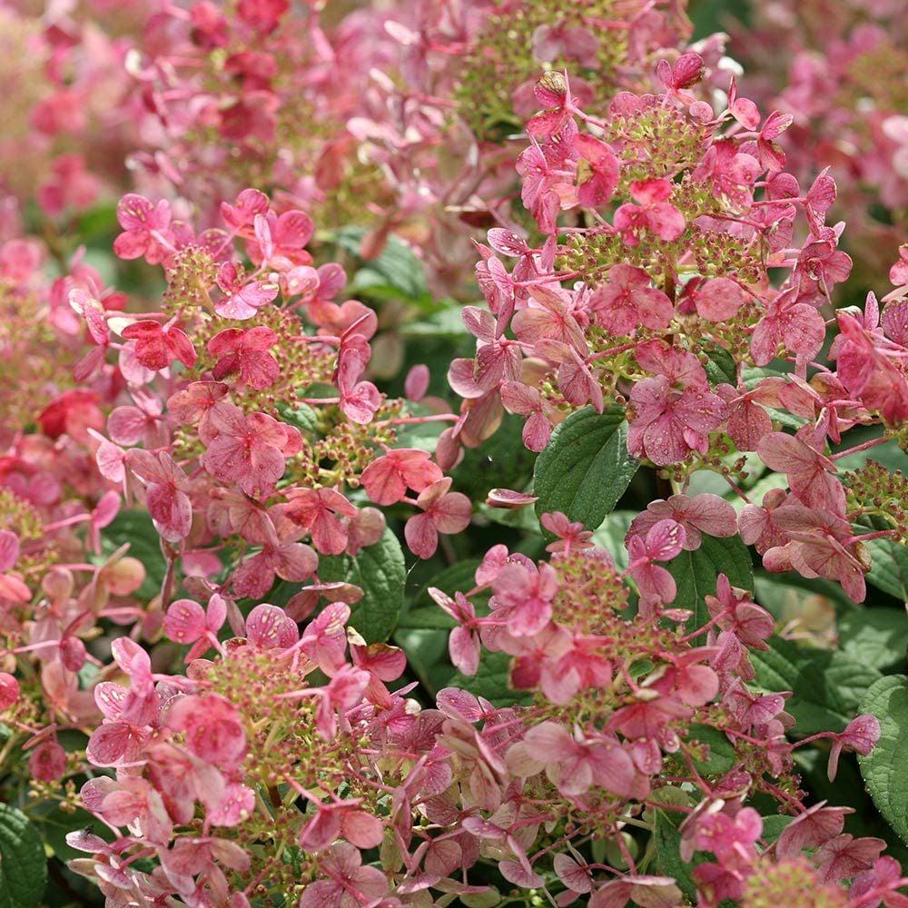 Hydrangea Paniculata Little Quick Fire - View 15 from www redcrocus com