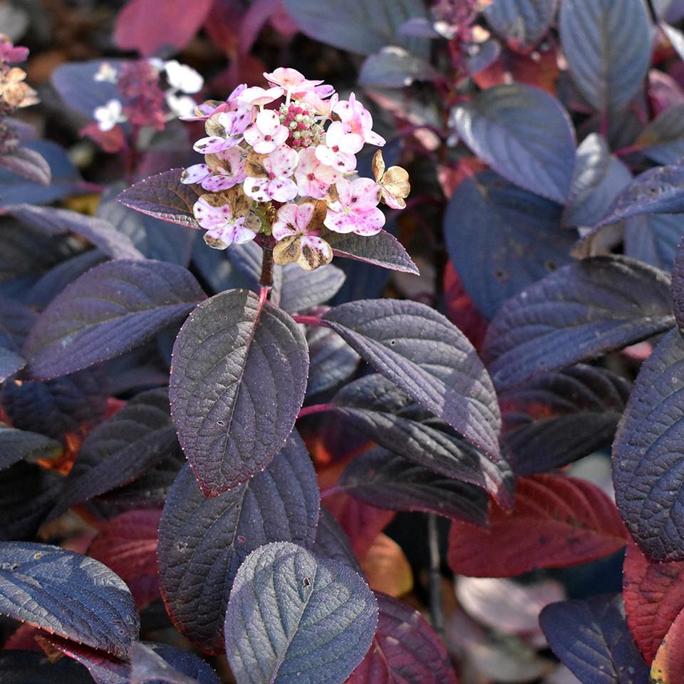 Hydrangea Paniculata Little Quick Fire - View 16 from www redcrocus com