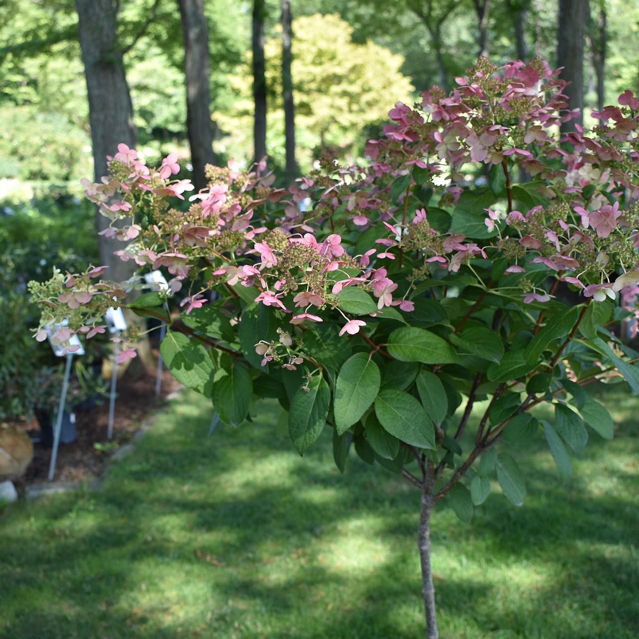 Hydrangea Paniculata Little Quick Fire - View 17 from www redcrocus com