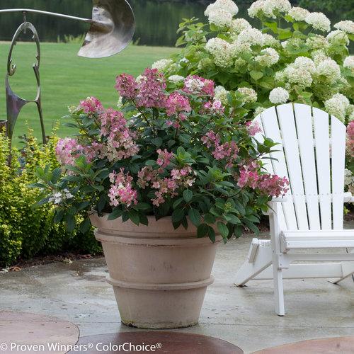 Hydrangea Paniculata Little Quick Fire - View 18 from www redcrocus com