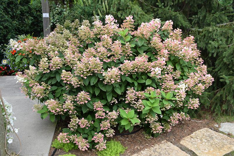 Hydrangea Paniculata Little Quick Fire - View 20 from www redcrocus com